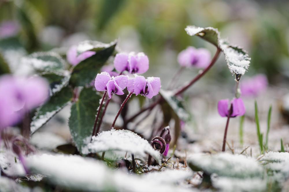 Winterse stekjes en zaadjes: vermeerderen van tuinplantjes voor het nieuwe seizoen