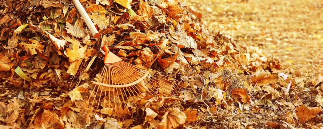 Winterklaar maken van je tuin: 10 tips voor het behoud van je tuin in de winter